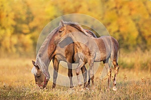 Mare with foal