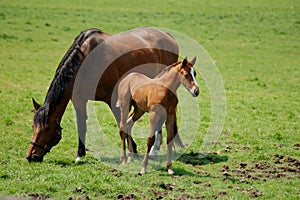 Mare and foal 2