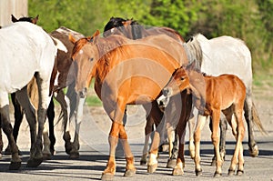 Mare and foal