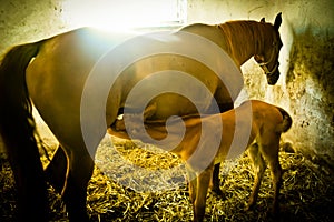 Mare and Foal