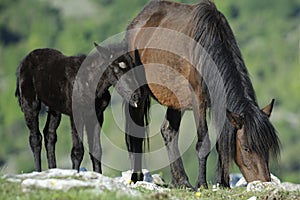 Mare and foal