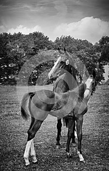 Mare and foal