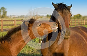 Mare and Foal