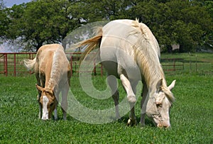 Mare and Foal