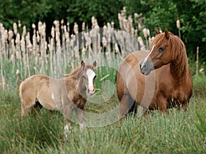 Mare and Foal