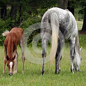 Mare and Foal