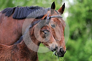 Mare with foal