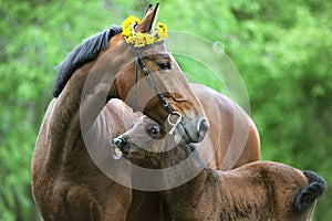 Mare with foal