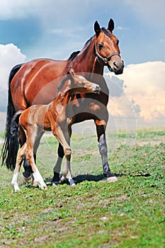 Mare and foal