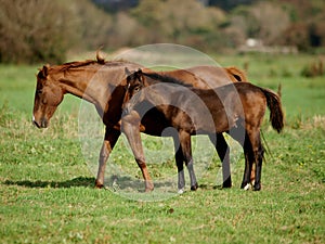 Mare and Foal