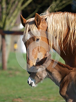 Mare and Foal