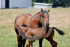 Mare and foal