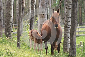 Mare and Foal