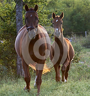 Mare and foal