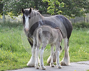 Mare and foal