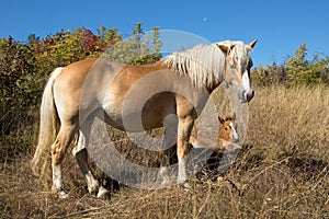 Mare and foal