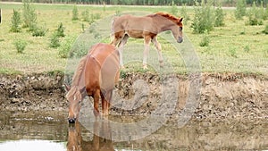 Mare and foal