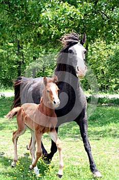 Mare with foal