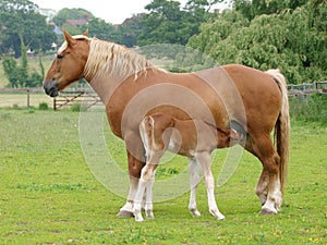 Mare and Foal