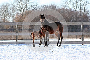 Mare with foal