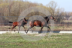 Mare with foal