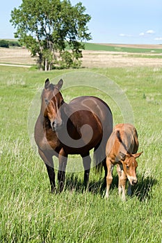 Mare and foal photo