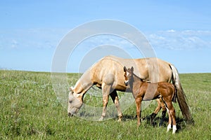 Mare and foal photo