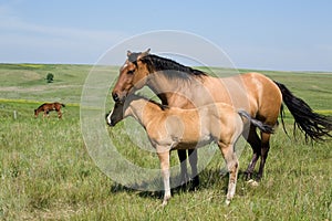 Mare and foal photo