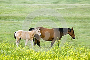 Mare and foal