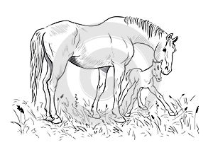 Mare and foal