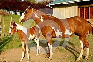 Mare and Foal photo