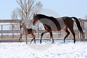 Mare with foal