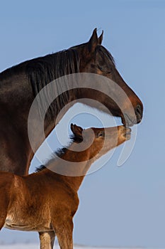 Mare with foal