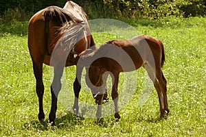 Mare and foal