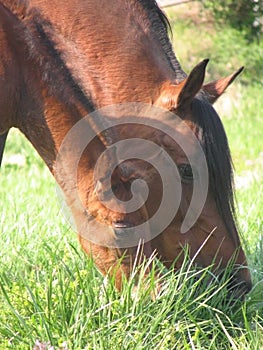 Mare and Foal