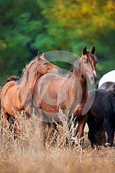 Mare and foal