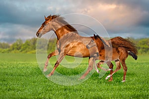 Mare with foal