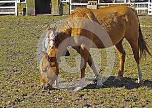 Mare and Foal