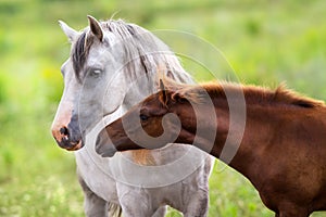 Mare with foal
