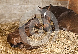 Mare with foal after birth