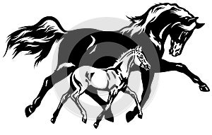 Mare with foal black white