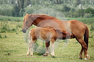 Mare and foal breastfeeding