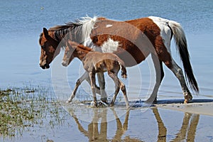 Mare & foal