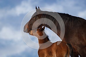 Mare with foal close up