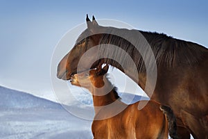 Mare with foal close up