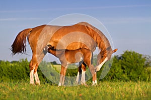 Mare with foal