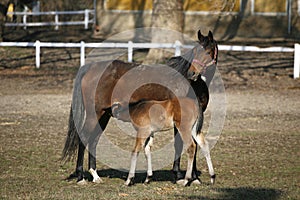 Mare and foal in the corral