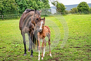 Mare and Foal Cuddling