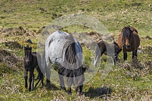 Mare and foal at Dartmoor