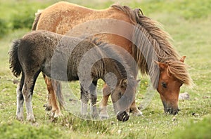 A mare and foal Dartmoor ponies Equus ferus caballus.